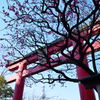 亀戸天神　梅まつり