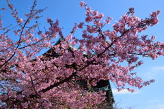 河津桜　４
