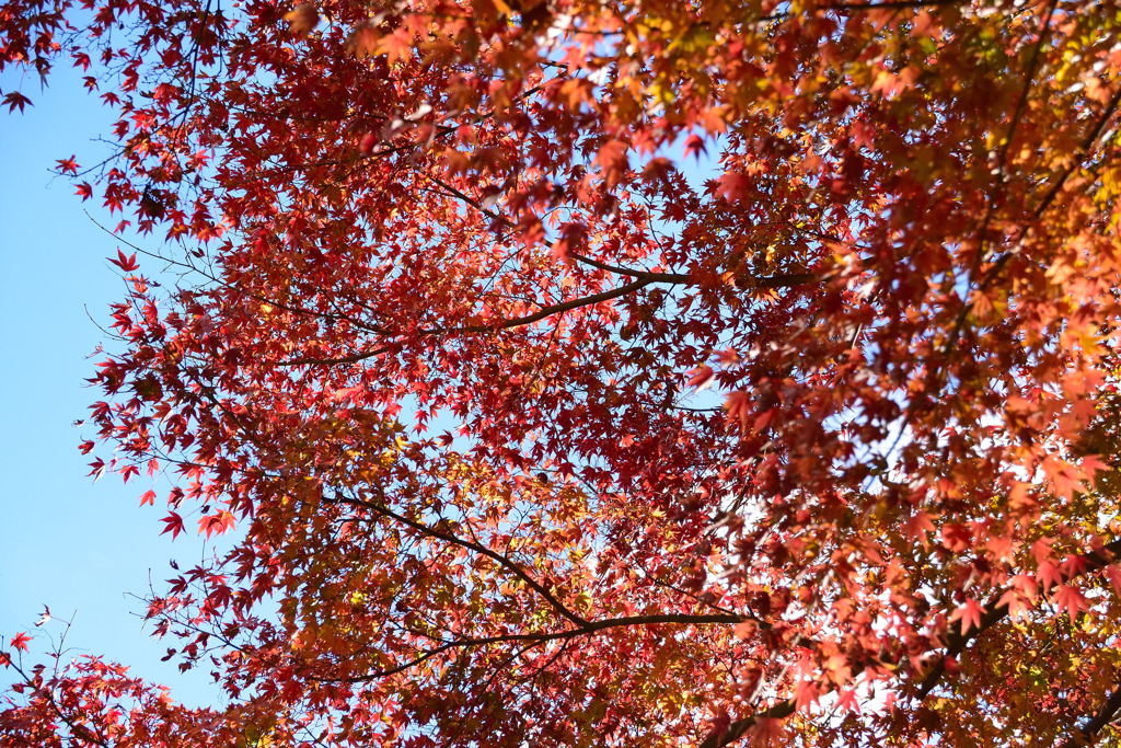 紅葉　佐倉城址公園