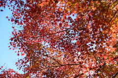 紅葉　佐倉城址公園