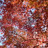 紅葉　佐倉城址公園