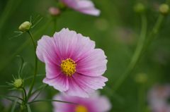 秋桜　日の丸　2