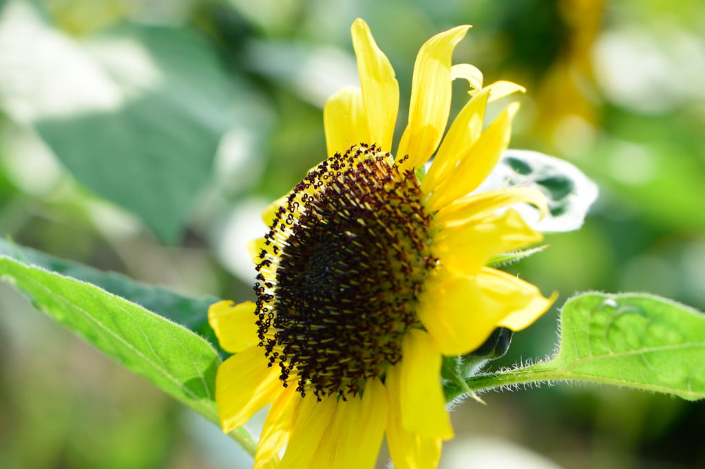 向日葵　モネパレット　５