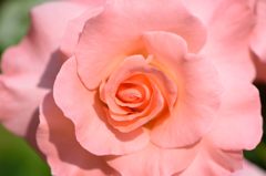 春薔薇の思い出11