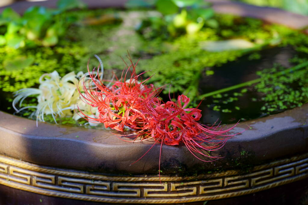 彼岸花　水瓶