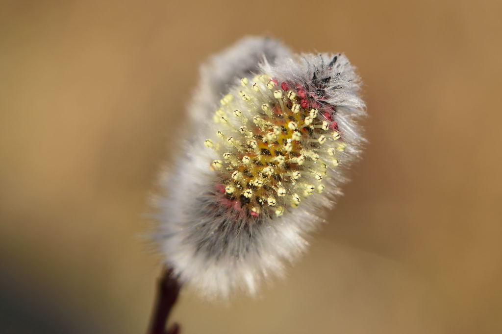 ピンクネコヤナギ