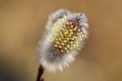 ピンクネコヤナギ