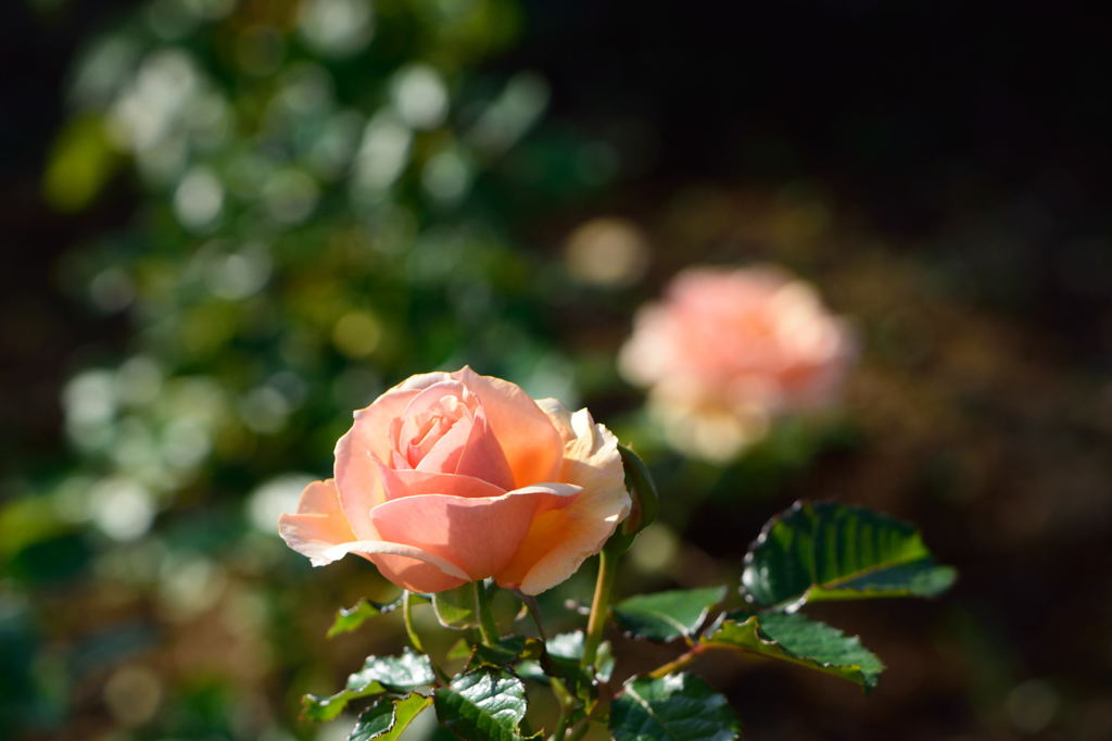 薔薇　フレグラント・アプリコット