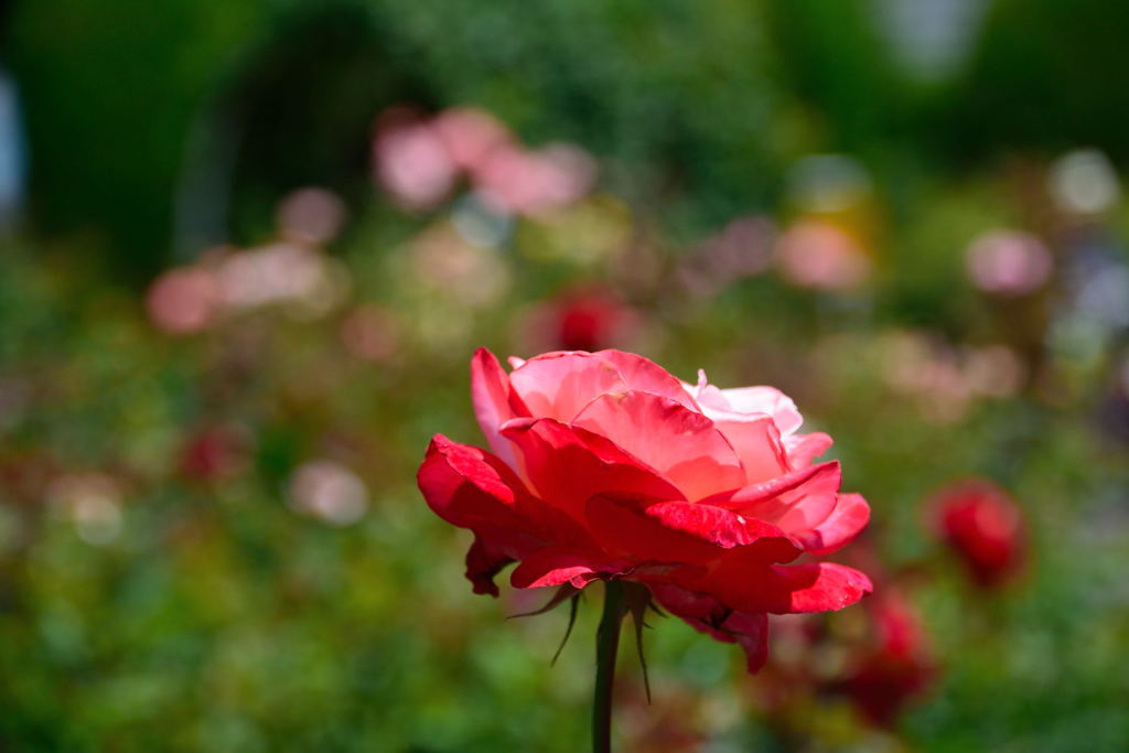 薔薇　丹頂