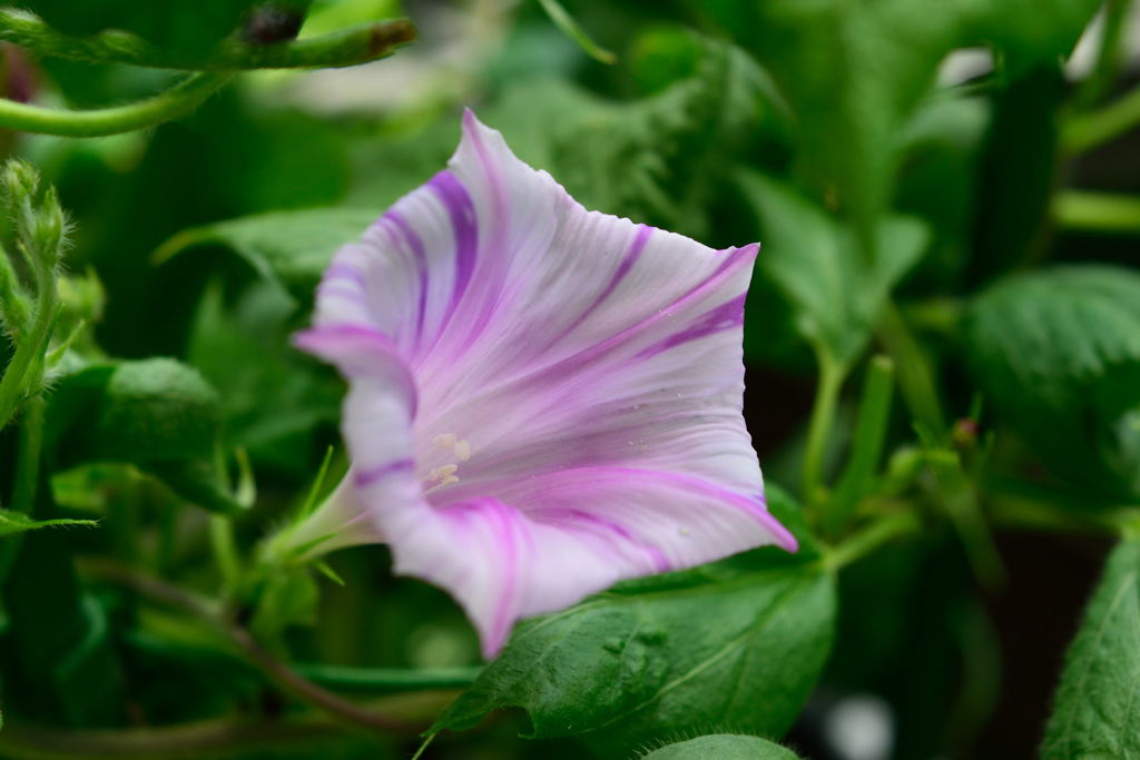 朝顔　青弱渦蝙蝠南天葉　淡青地藤紫吹雪筒咲八重