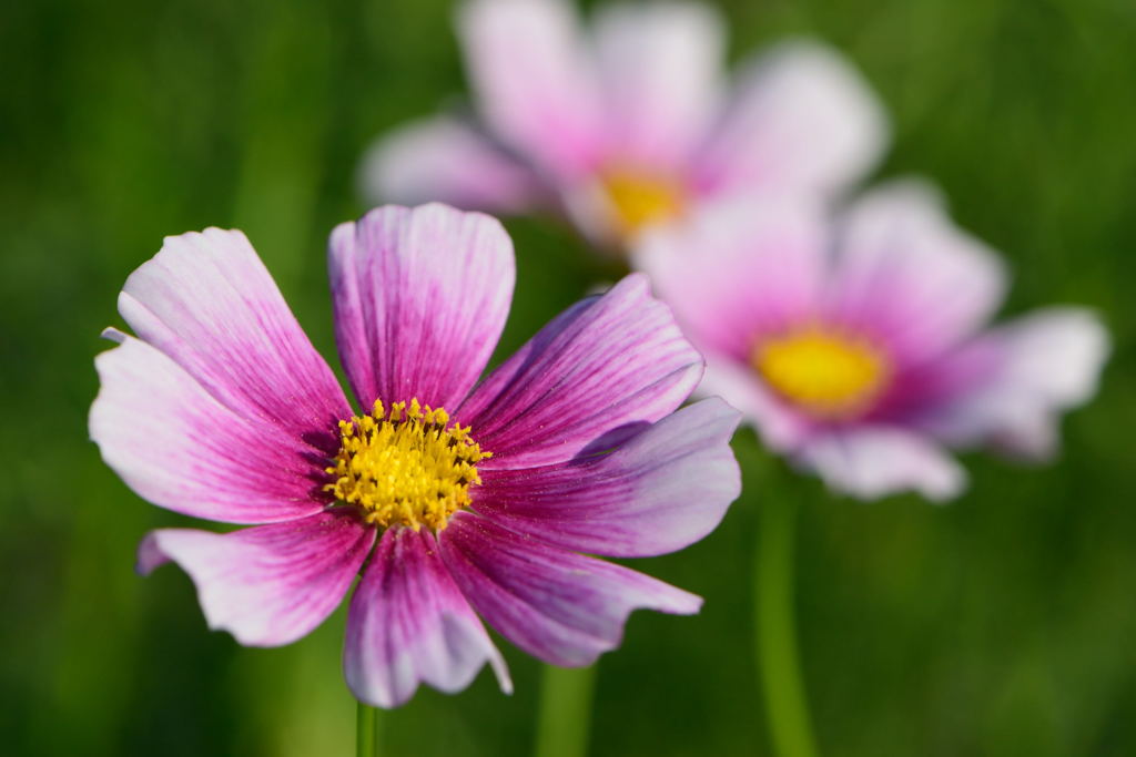 秋桜　デイドリーム