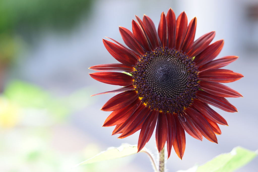 ヒマワリ　ブラドレッド