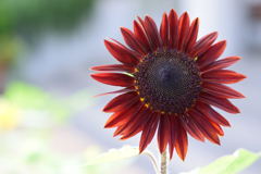 ヒマワリ　ブラドレッド