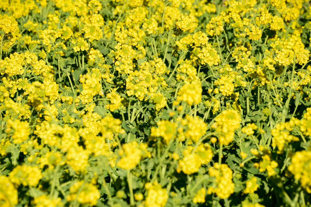 菜の花畑