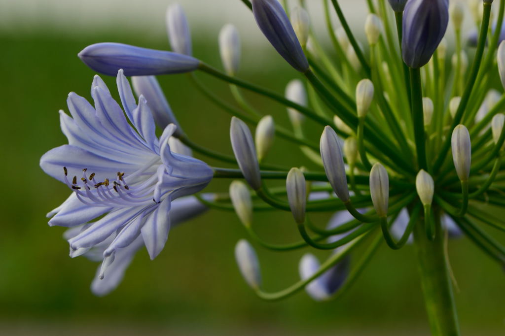 ＡＧＰ１６　横