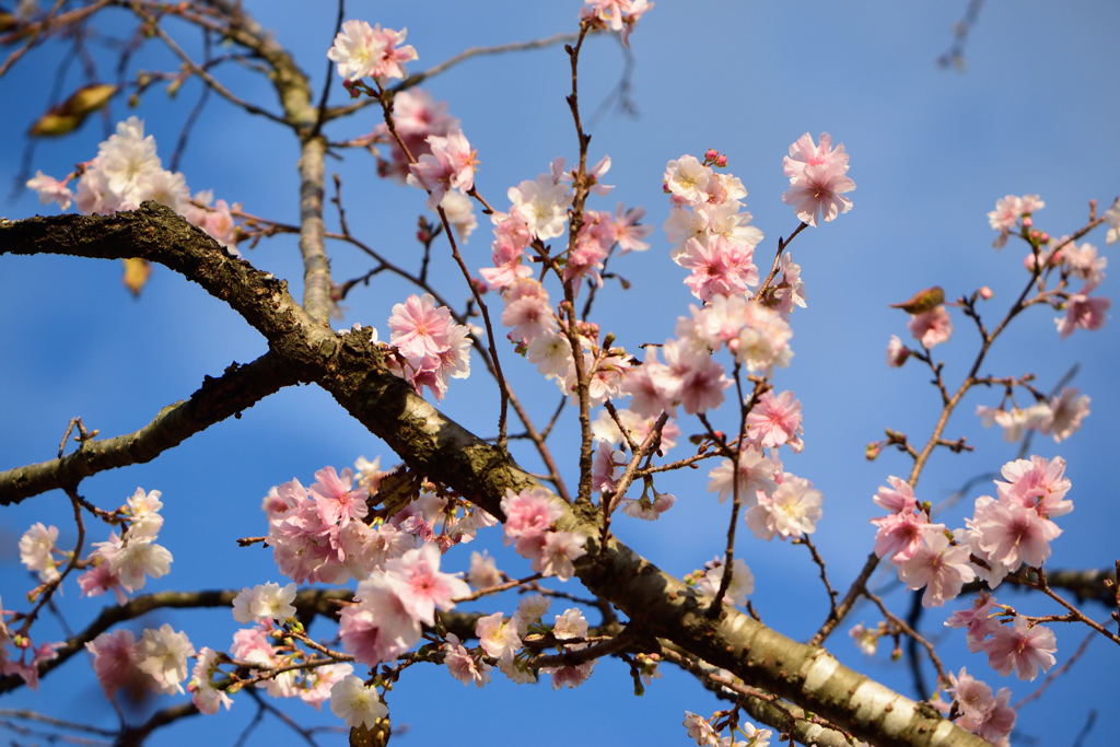 十月桜