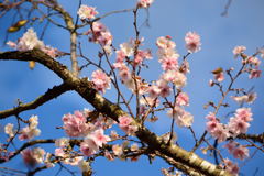 十月桜