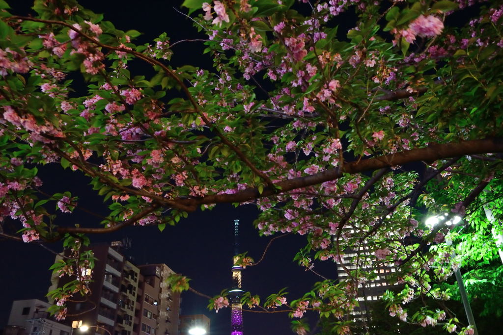 スカイツリーと八重桜