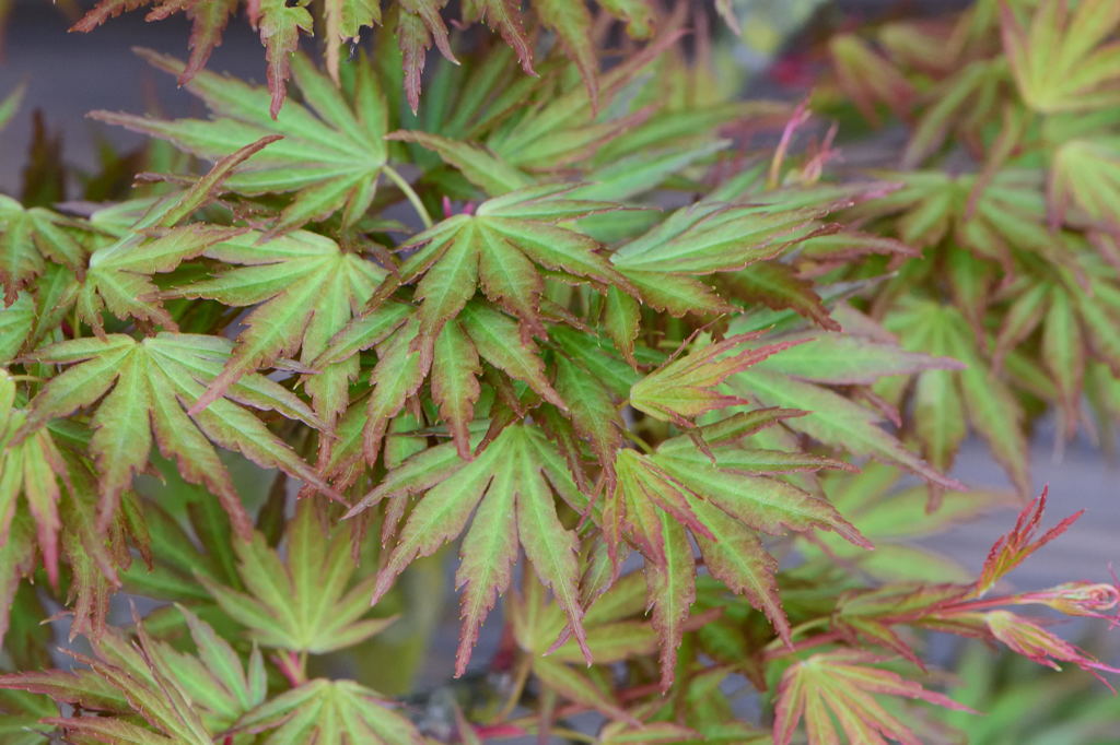 紅葉　緑流