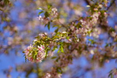 ヒマラヤ桜　２