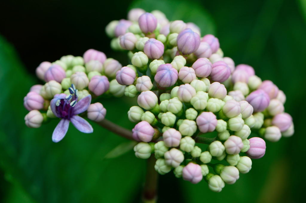 あじさいマクロ　玉