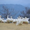アヒルの大行進　2