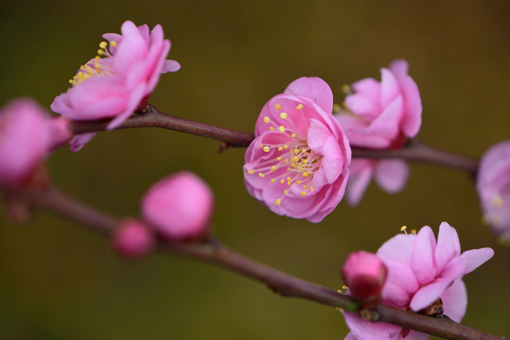 梅　八重唐梅