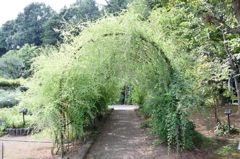 萩のトンネル