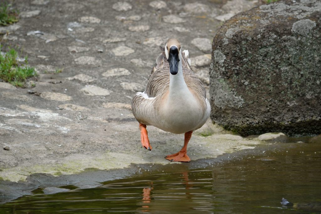 ガチョウを見つめるカメ