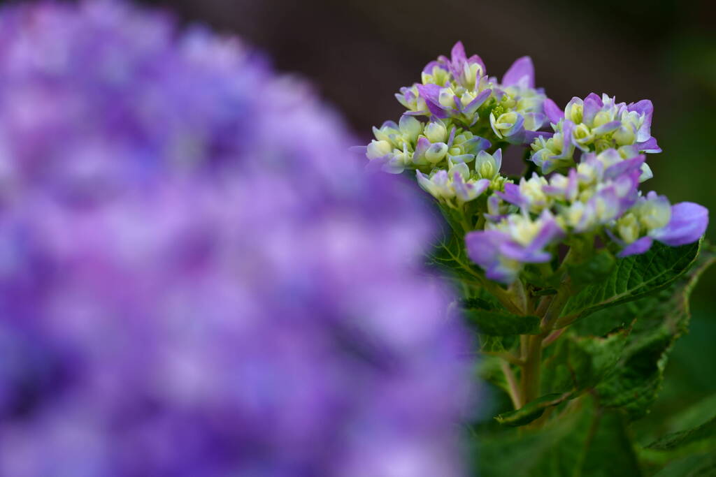 秋の紫陽花