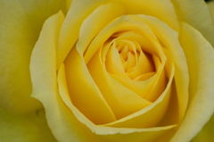 薔薇　セントパトリック