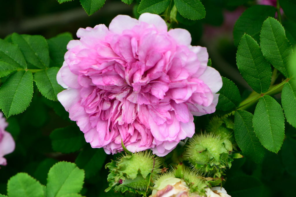 イザヨイバラ　１