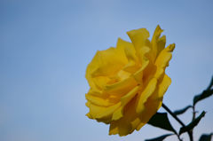 秋薔薇　ヘンリー　フォンダ