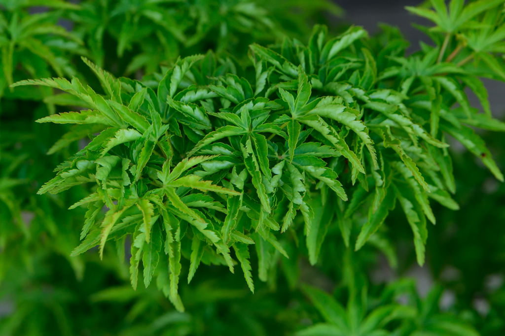 紅葉　獅子頭