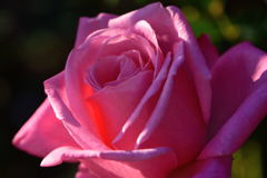 薔薇　ポートレイト