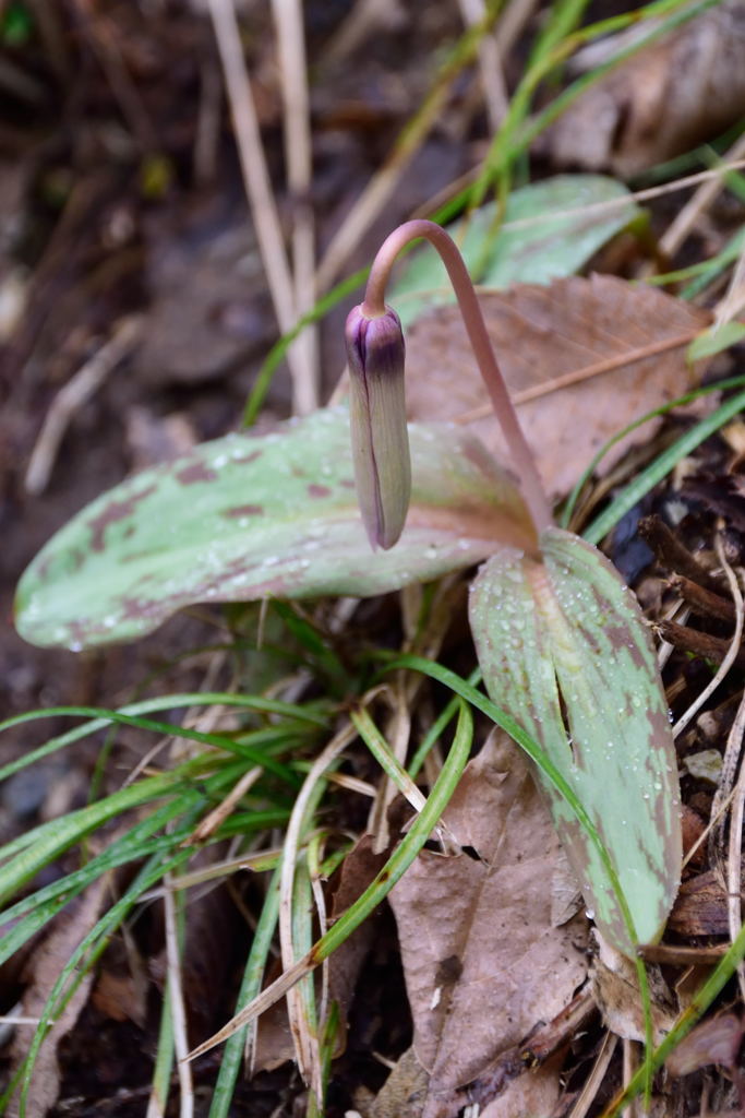 まだ咲いていなかった ;_;