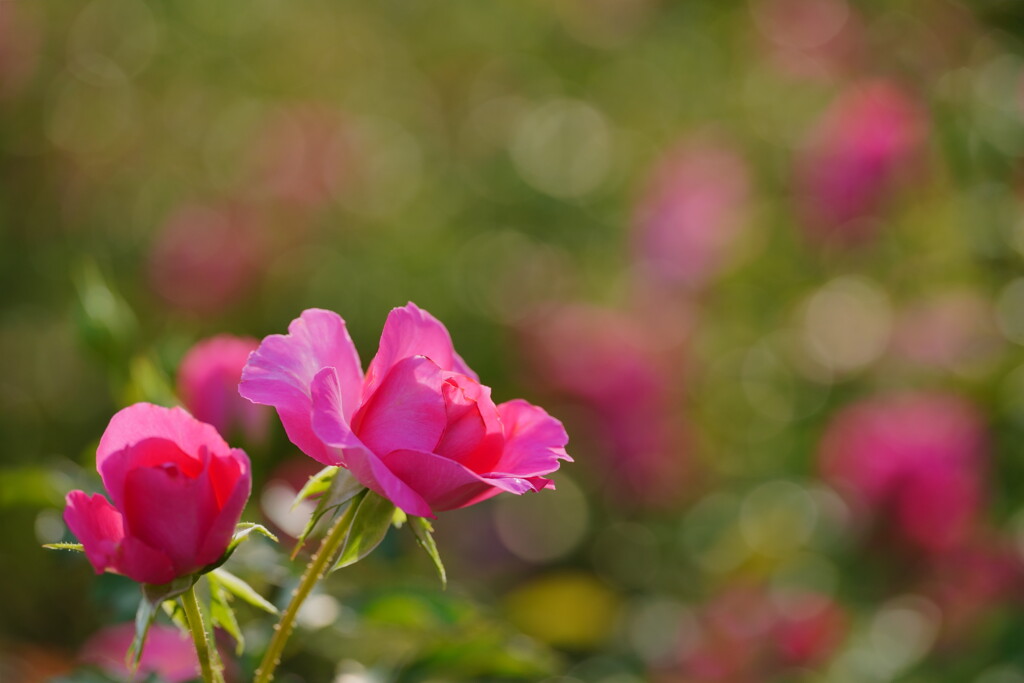 薔薇　ローズうらら