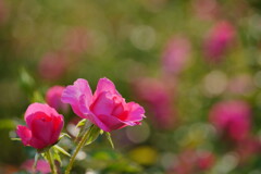 薔薇　ローズうらら