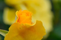 薔薇　オーストラリアンゴールド