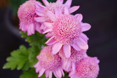 丁子　岸の赤星