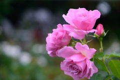 薔薇　ローズいちかわ