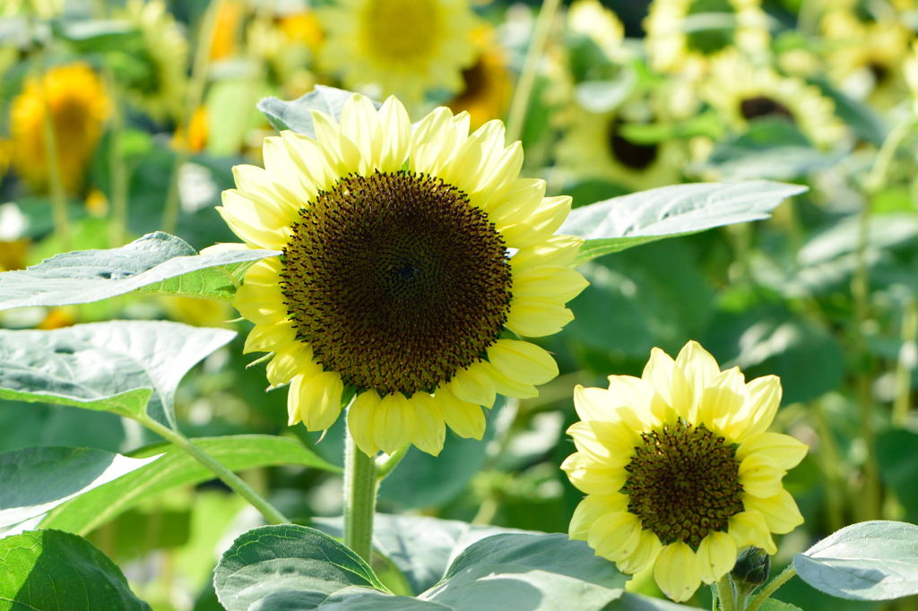 向日葵　サマーサンリッチパイン