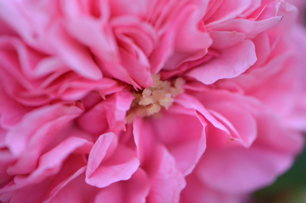 春薔薇の思い出19 ピンクスワニー