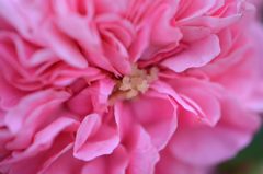 春薔薇の思い出19 ピンクスワニー