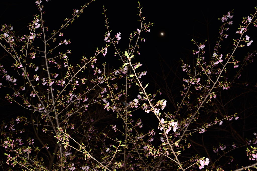朧月と桜　２