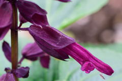 サルビア　紫