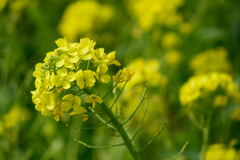 菜の花
