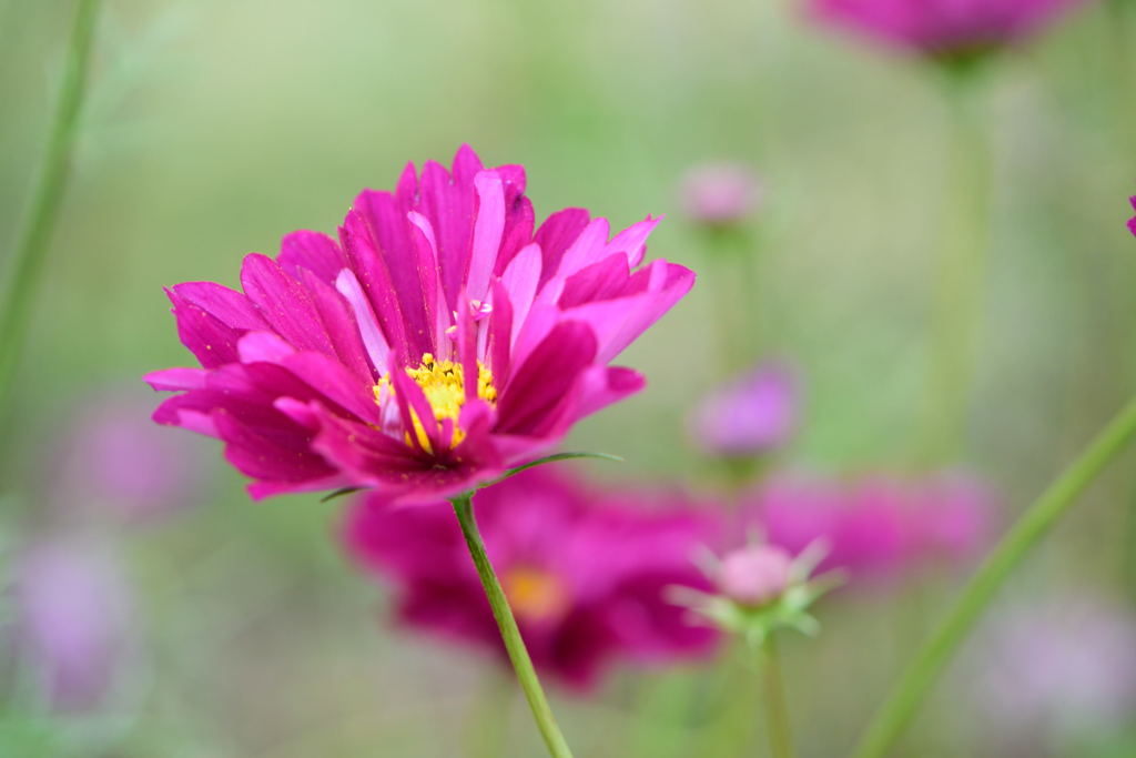 秋桜　クランベリー
