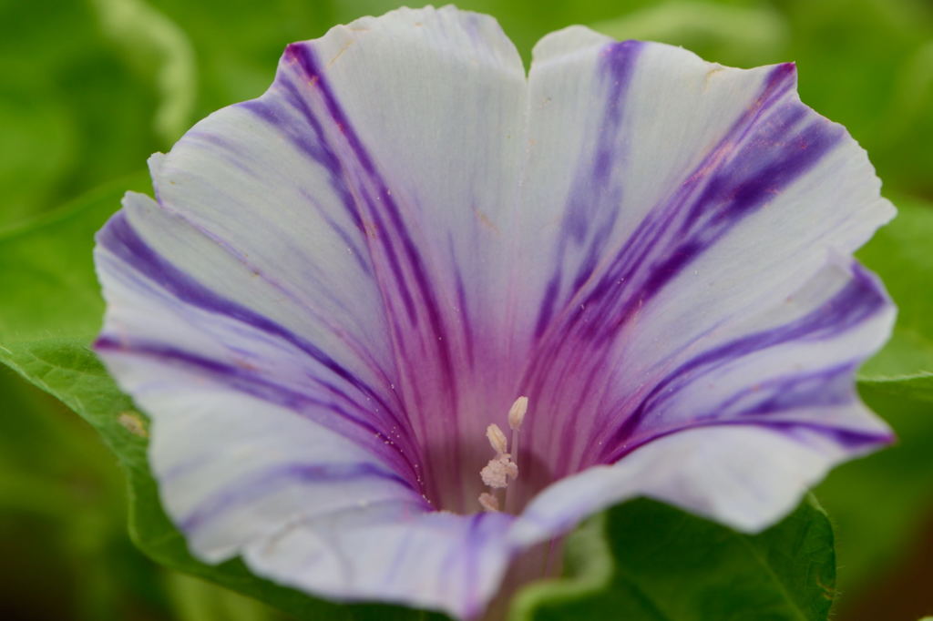 朝顔　淡水色地青紫吹雪星咲