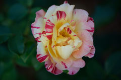 秋薔薇　名も判らぬ花１